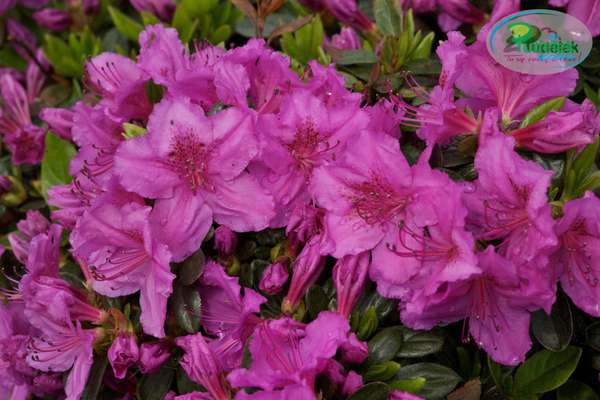 Azalia japońska Konigstein